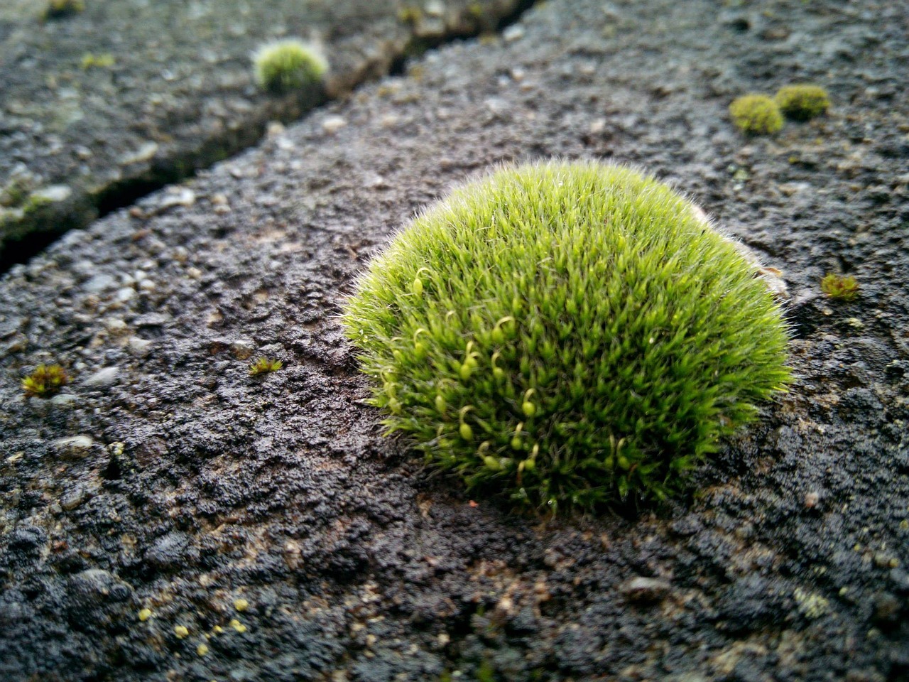 nature plant moss free photo