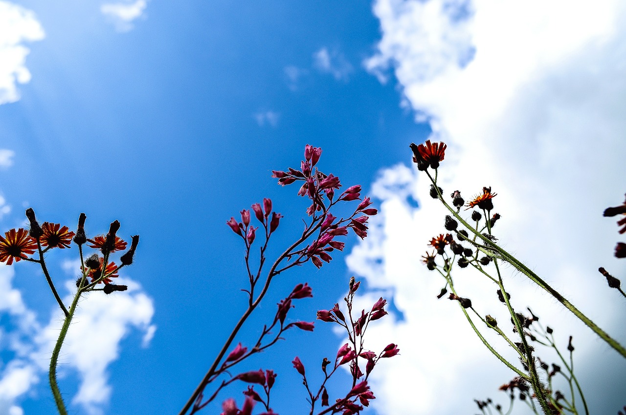 nature flowers clouds free photo