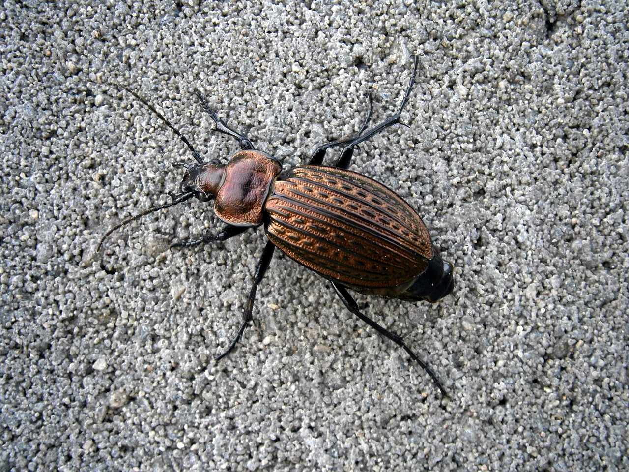 nature beetle střevlík free photo