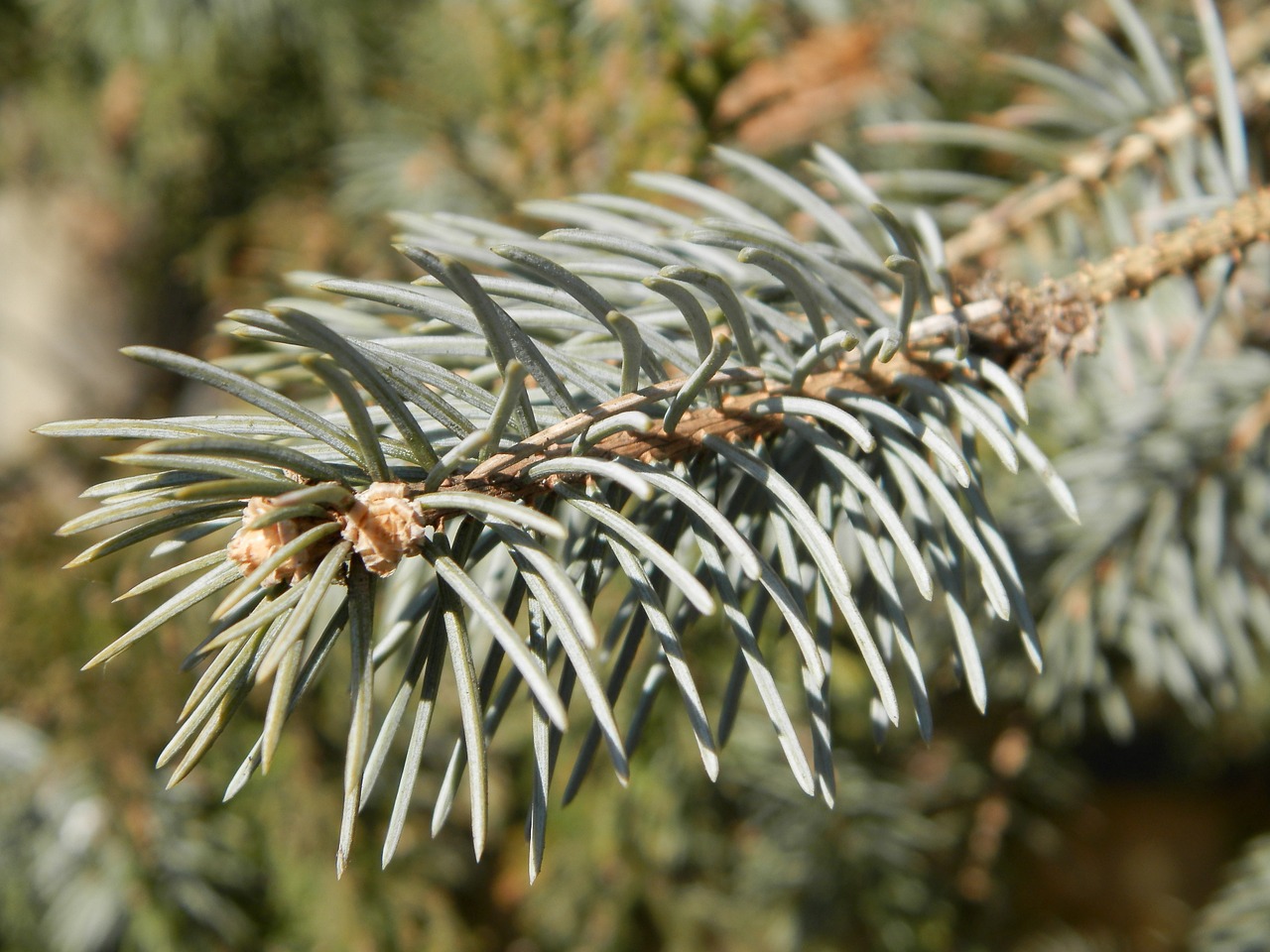 nature pine wood pine free photo