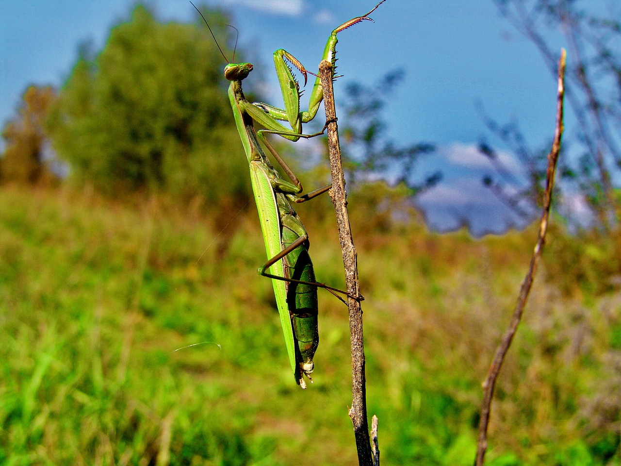 nature mantis insect free photo