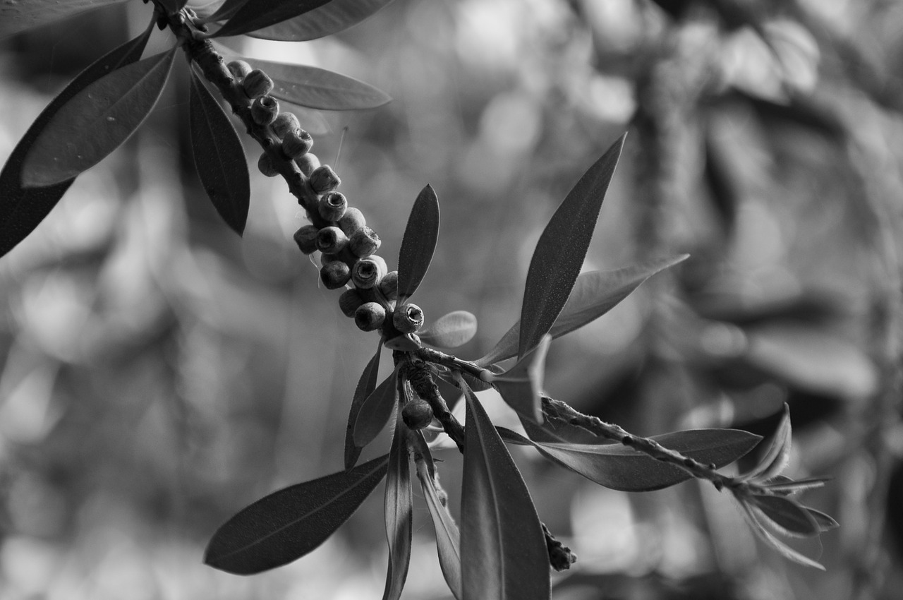 nature plant leaves free photo