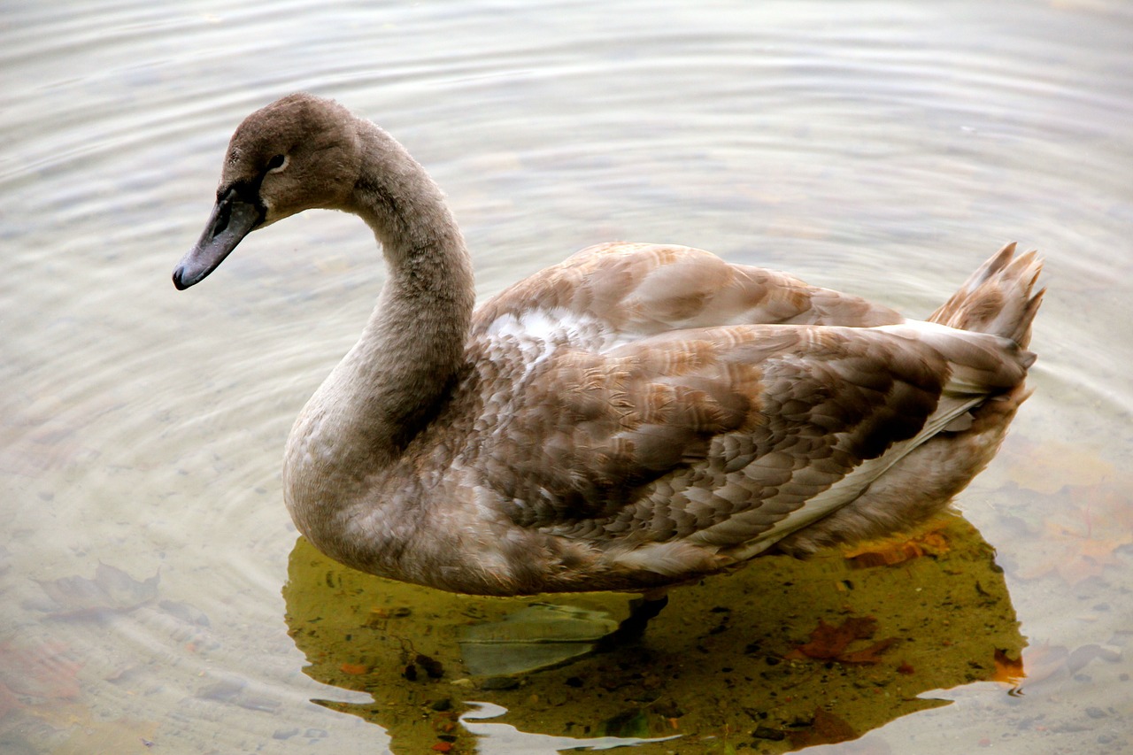 nature animal swan free photo