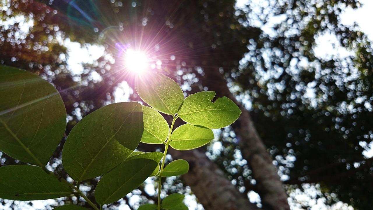 nature green plant free photo