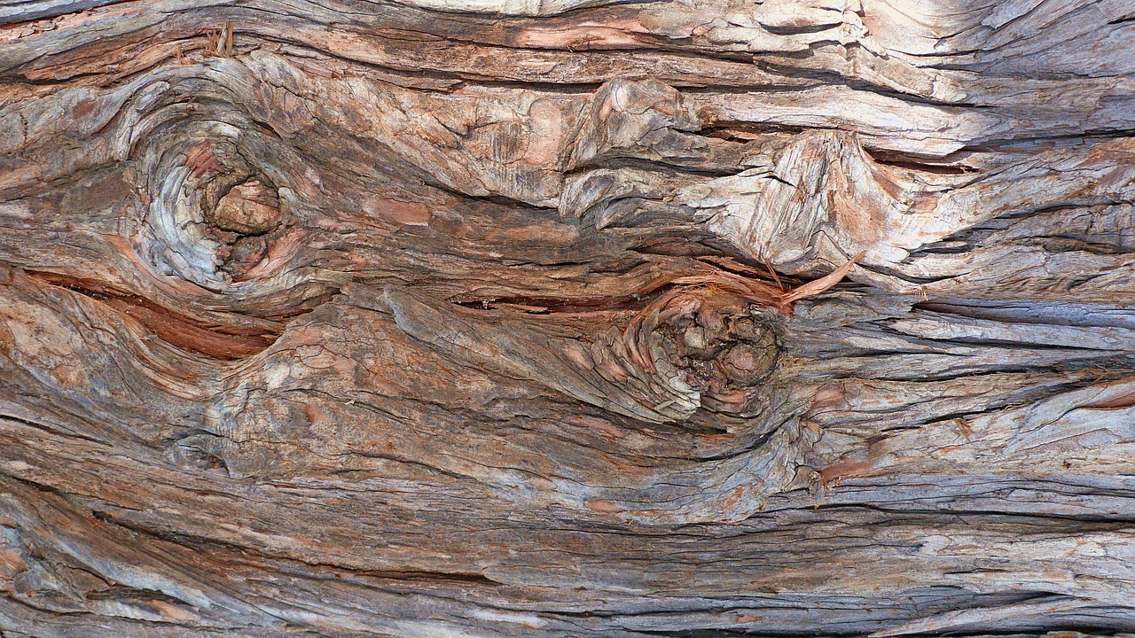 nature wood bark colorful free photo