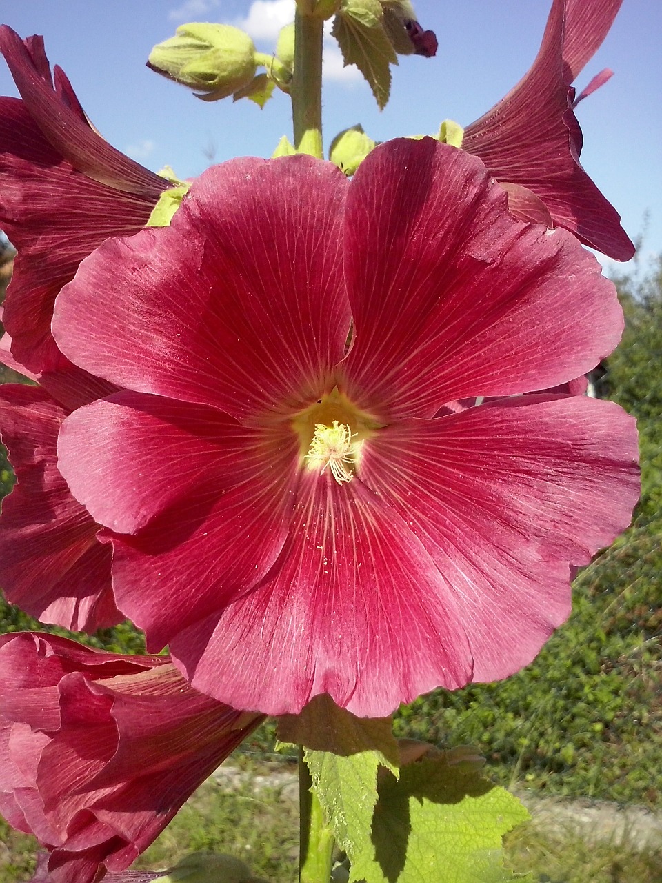 nature flowers mallow free photo