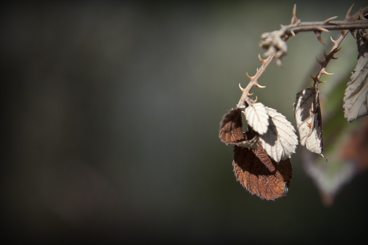 nature leaves thorns free photo