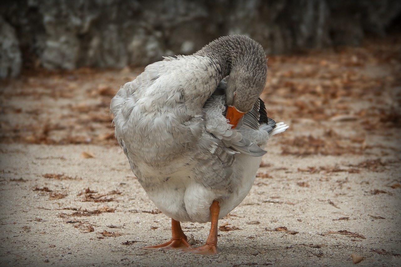 nature fauna goose free photo