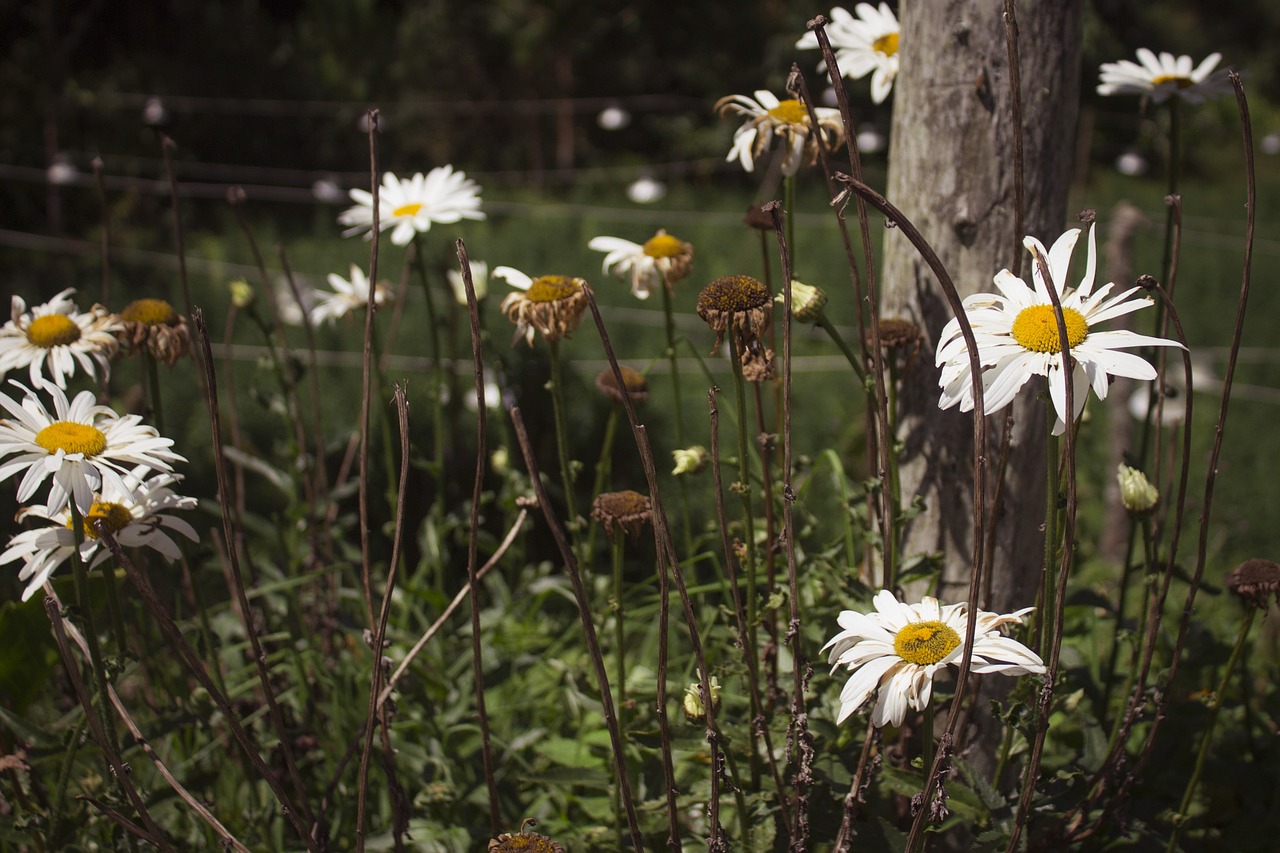 nature landscape paisaje free photo