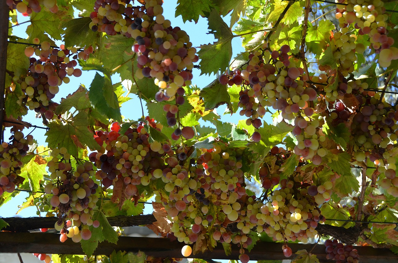 nature treille grape free photo