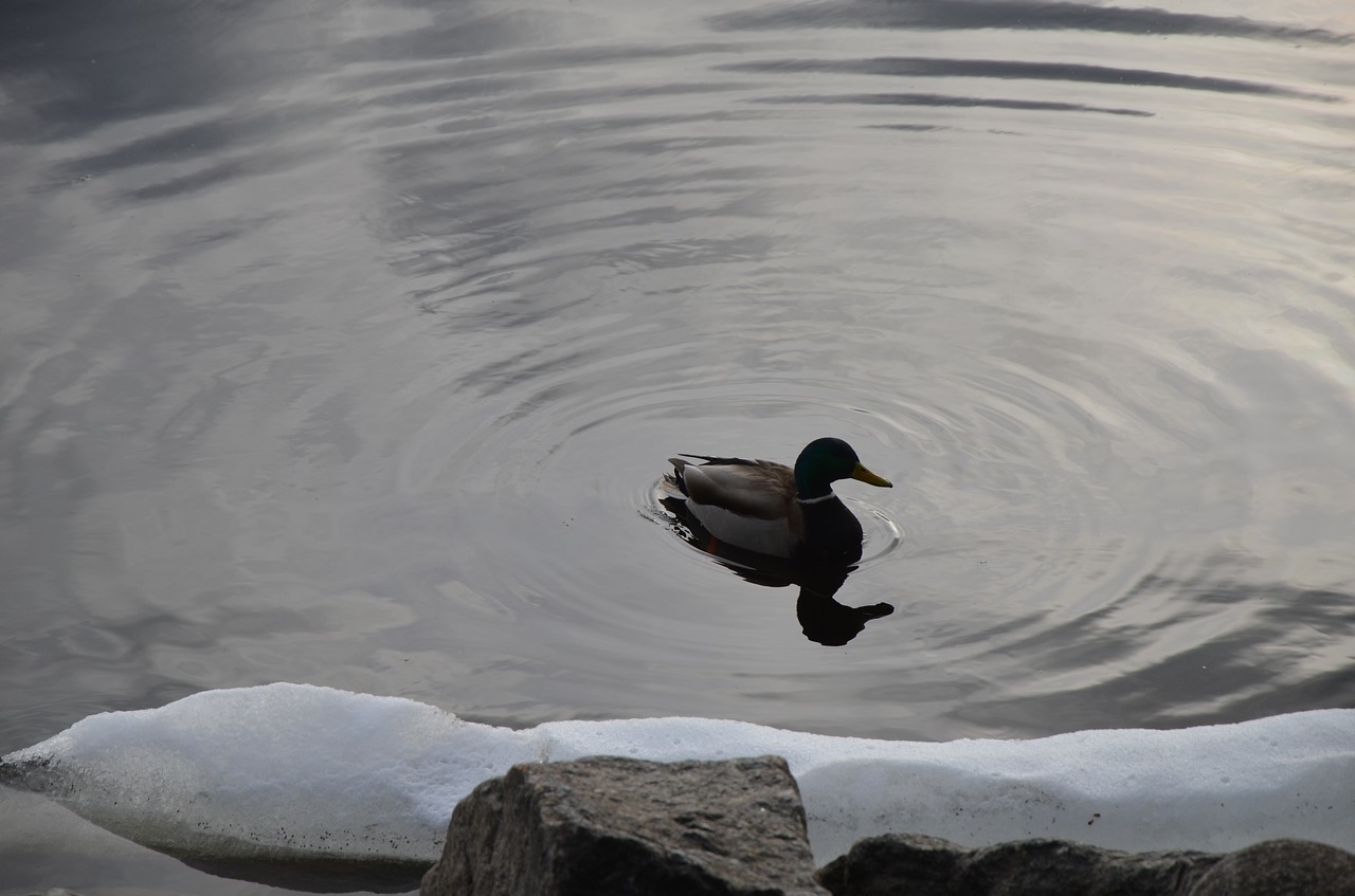 nature duck lake free photo