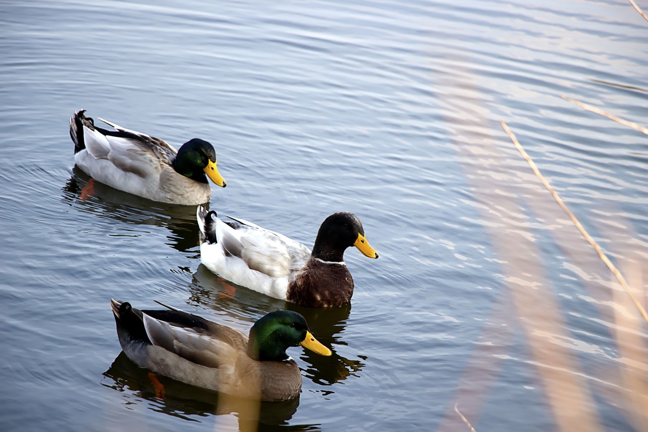 nature duck river free photo