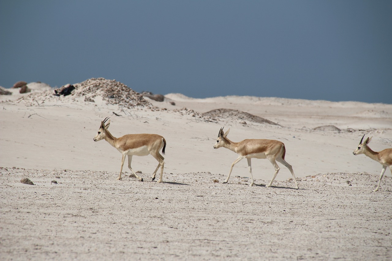 nature desert landscape free photo