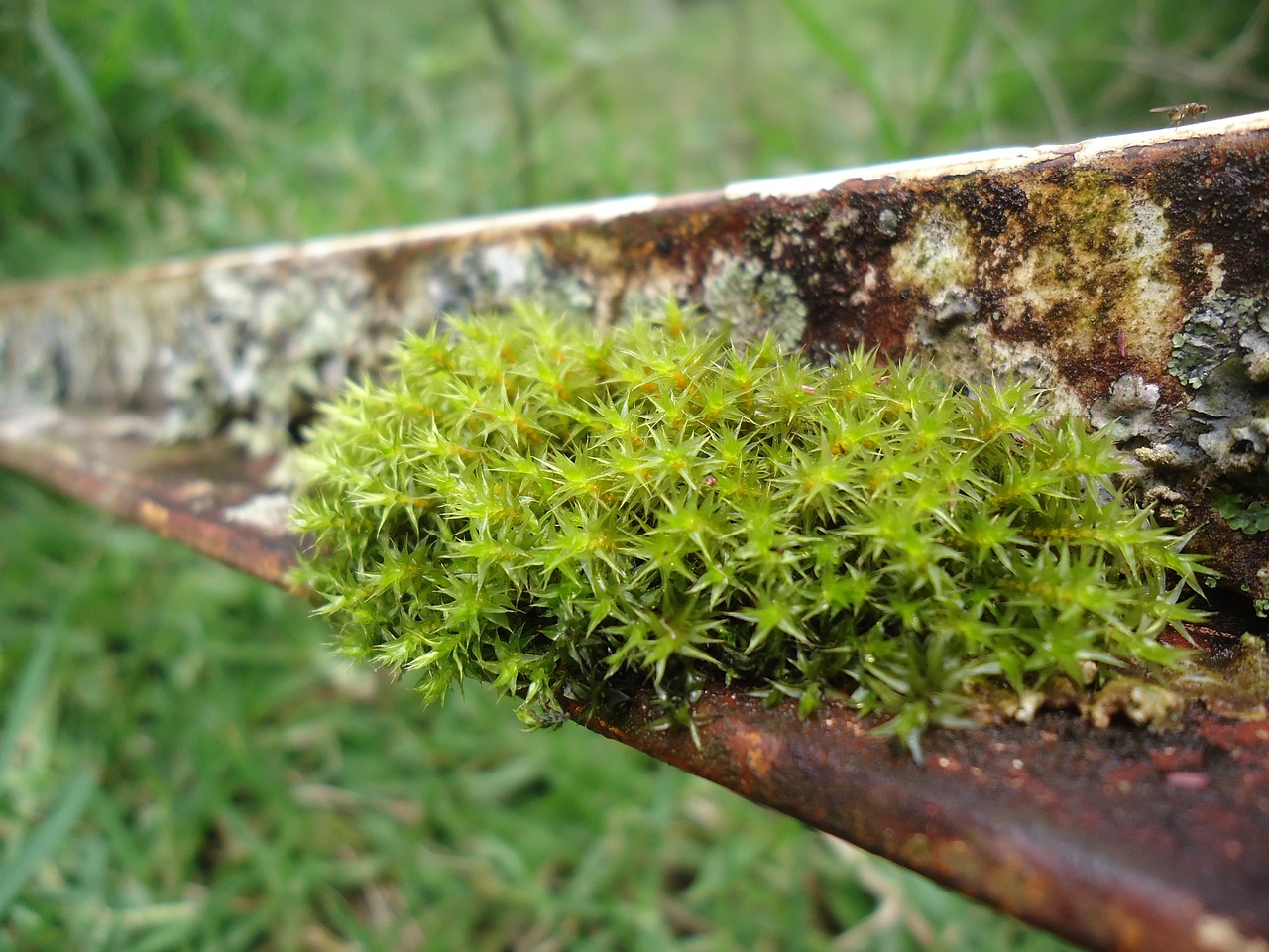 nature green moss free photo