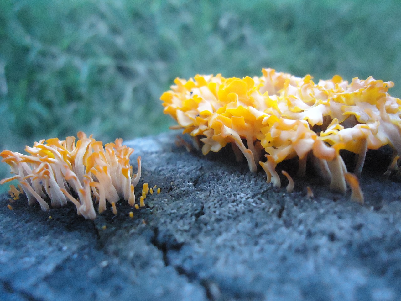 nature fungi blue free photo