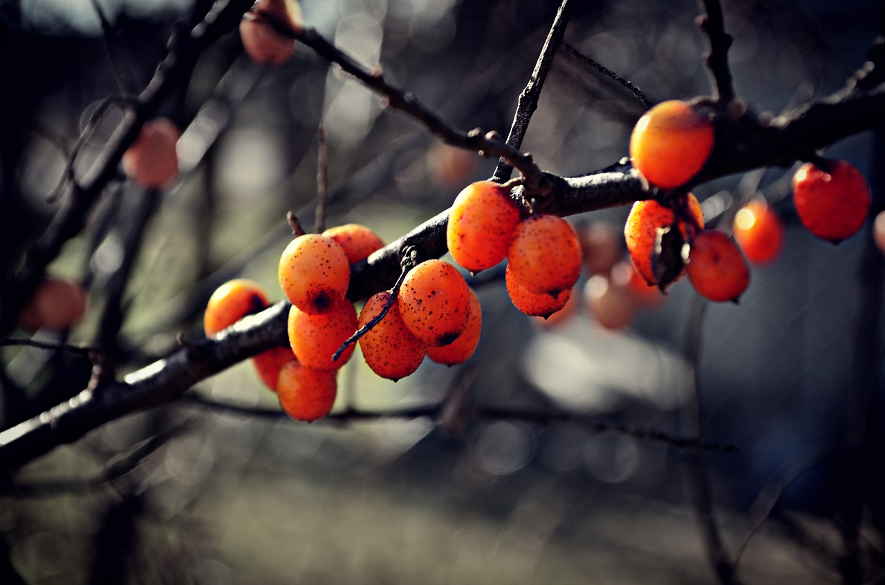 nature branch fruits free photo