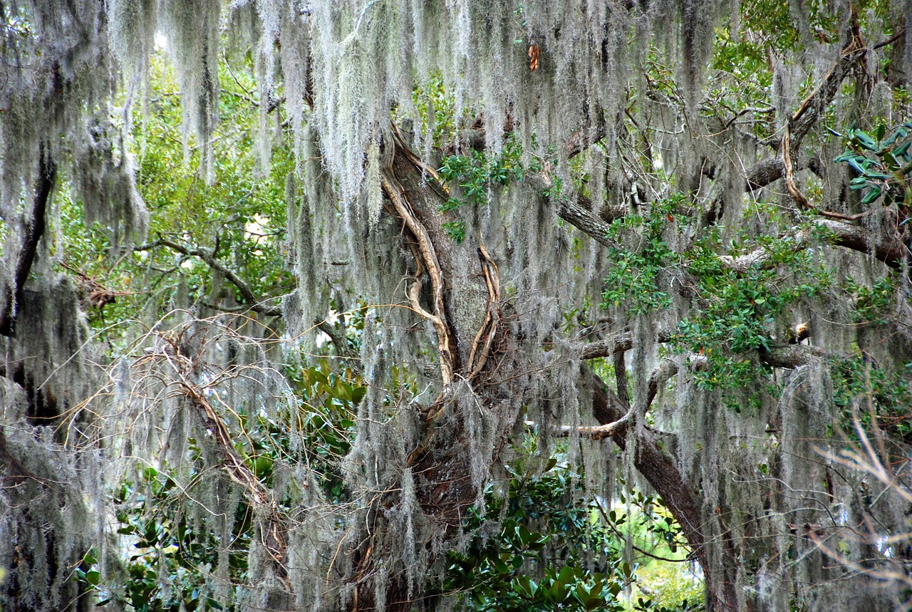 nature trees wild free photo