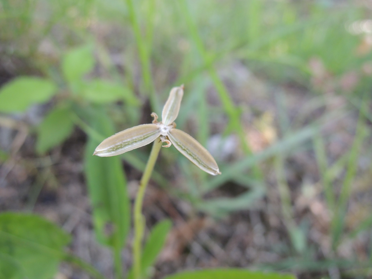 nature grass seeds violet free photo