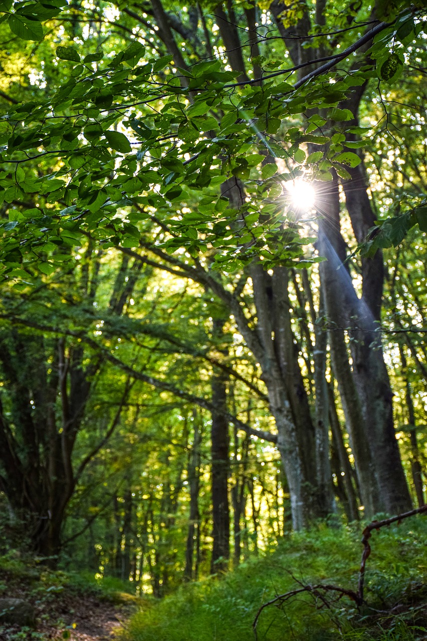 nature green leaf free photo