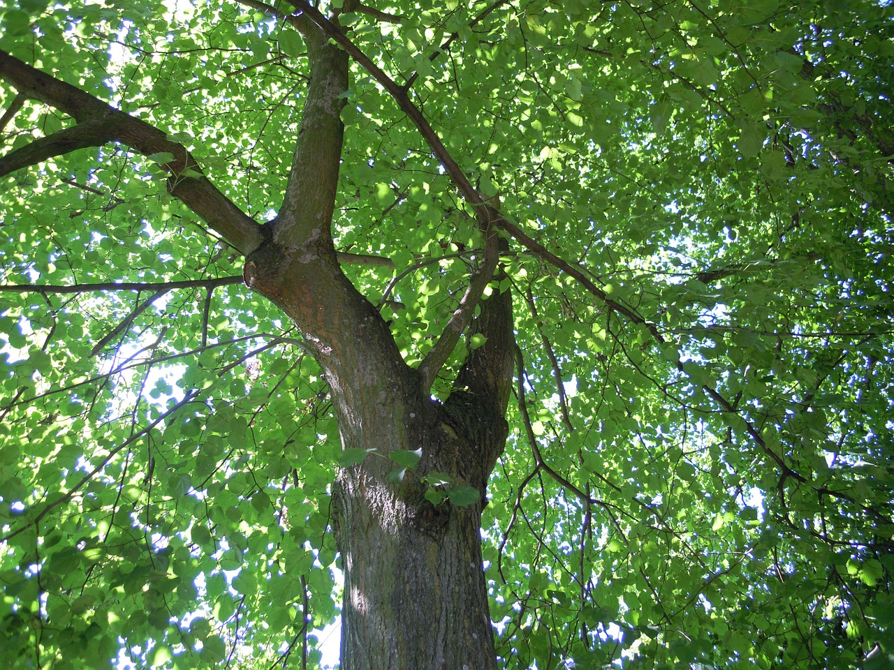 nature tree foliage free photo