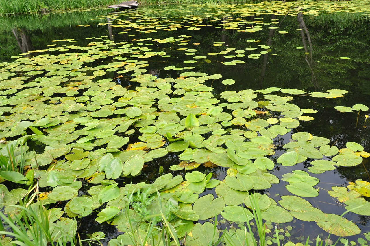 nature water pond free photo