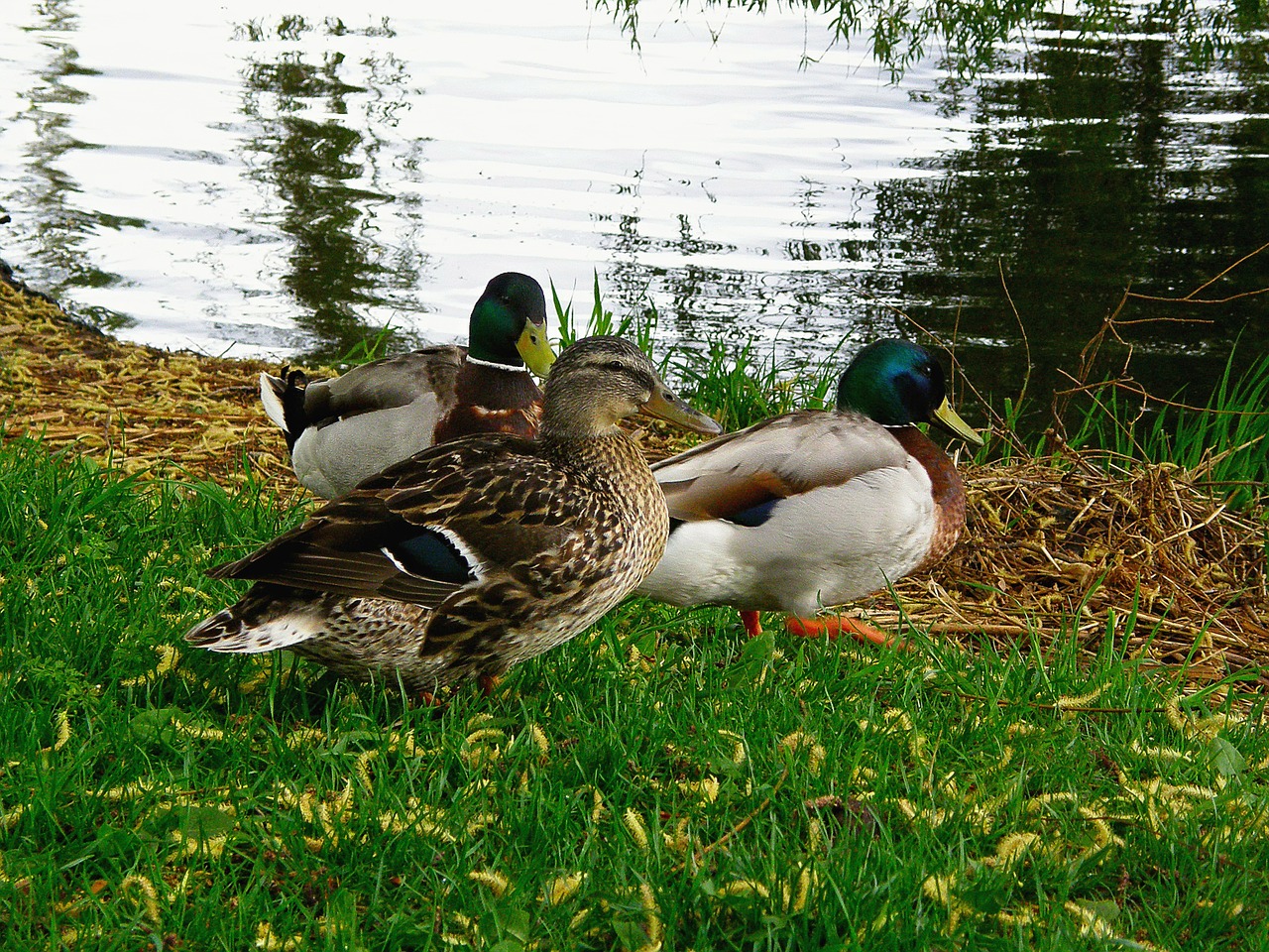 nature animals ducks free photo