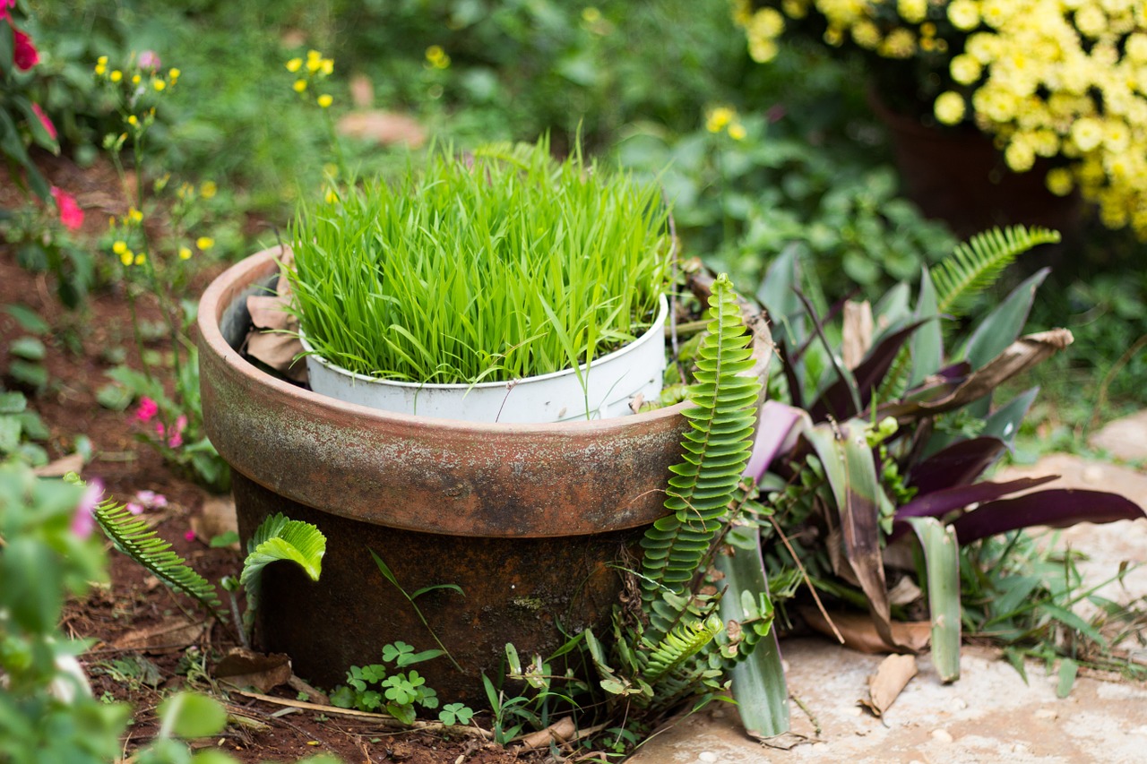 nature grass box free photo