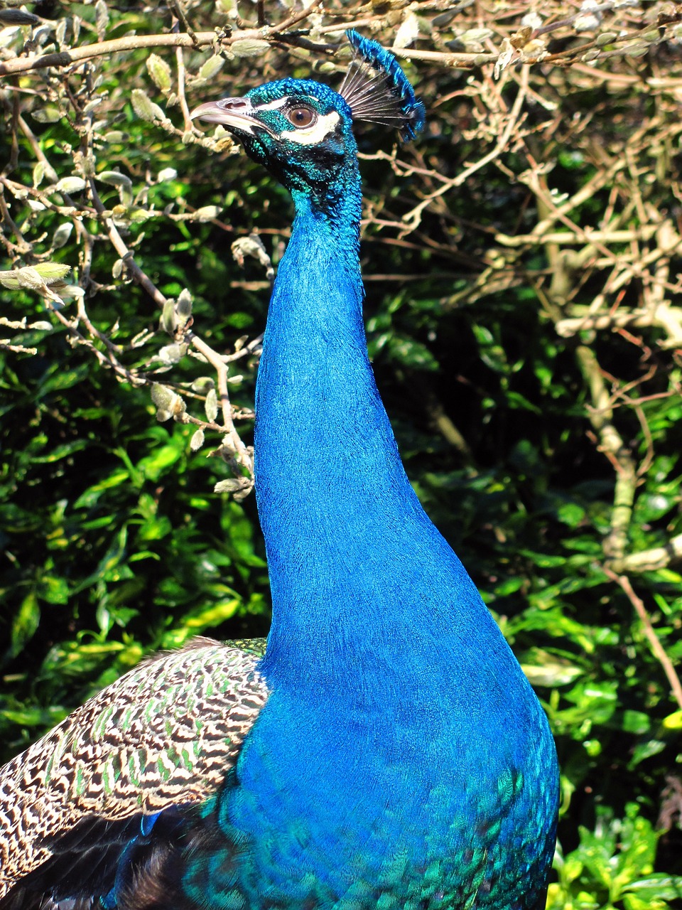 nature peacock victoria free photo