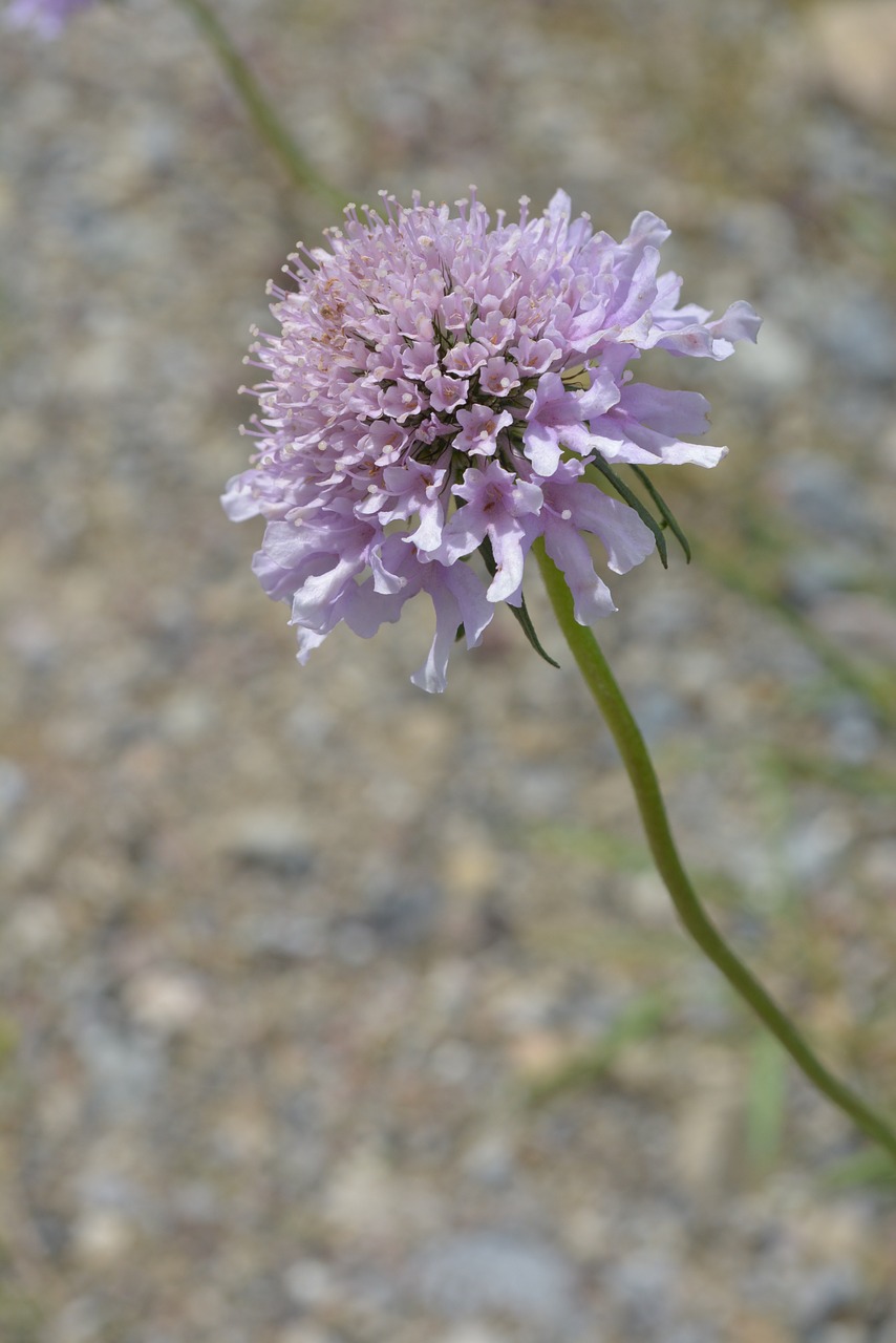 nature flower purple free photo