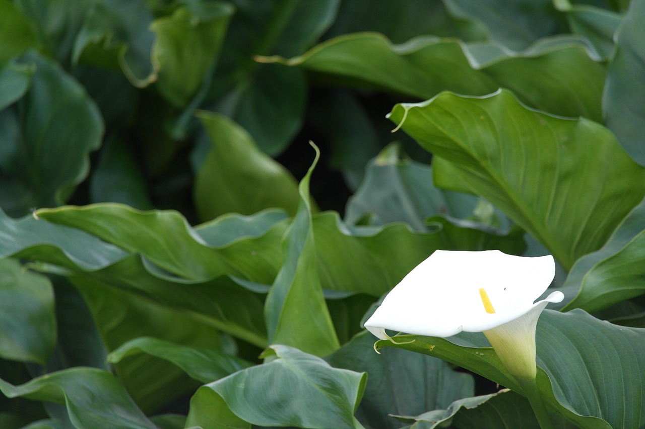 nature green white free photo