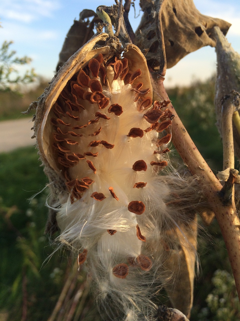 nature milk weed seeds free photo