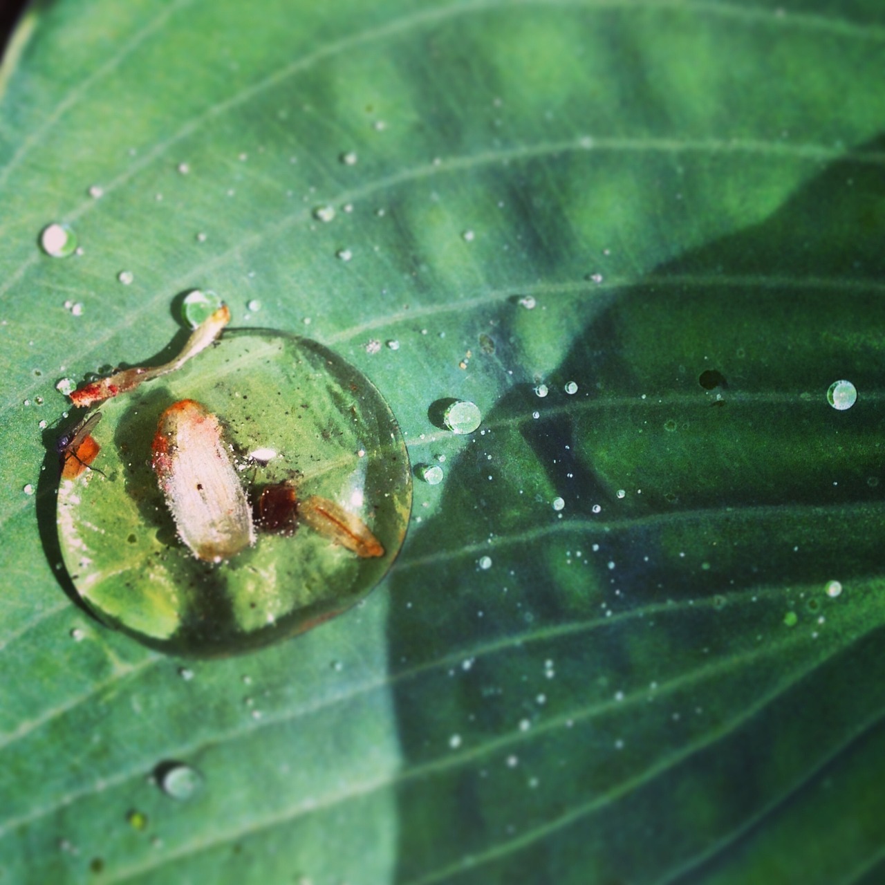 nature leaf water free photo