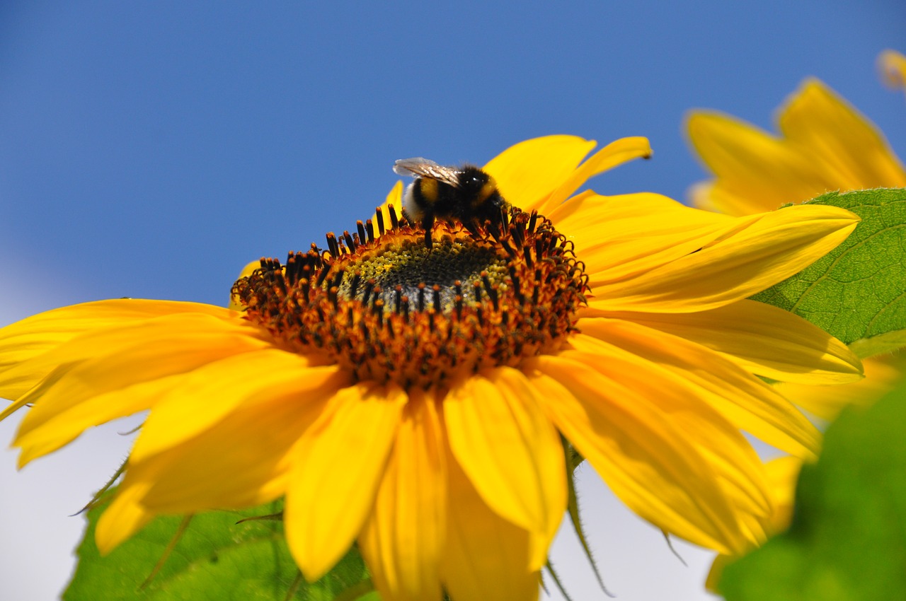 nature insects sunflower free photo