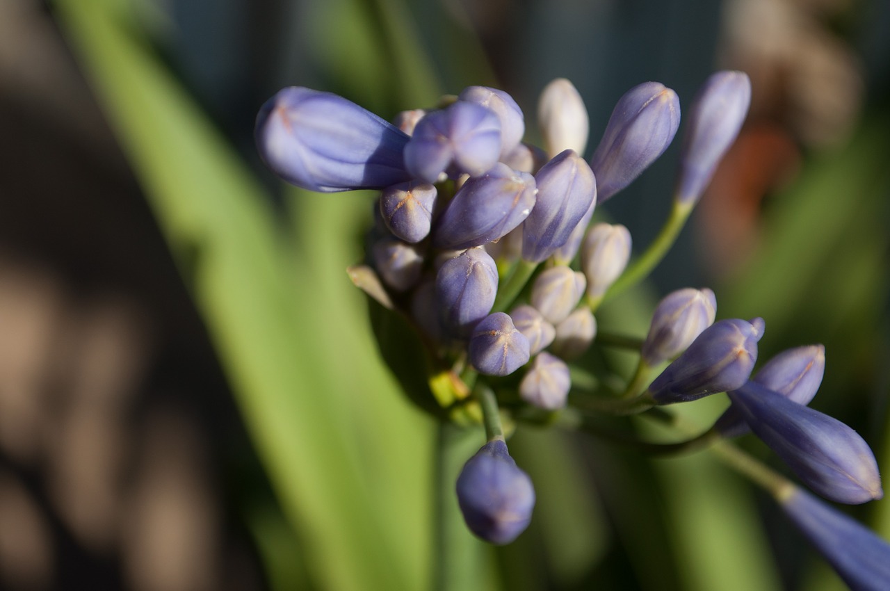 nature flower macro free photo