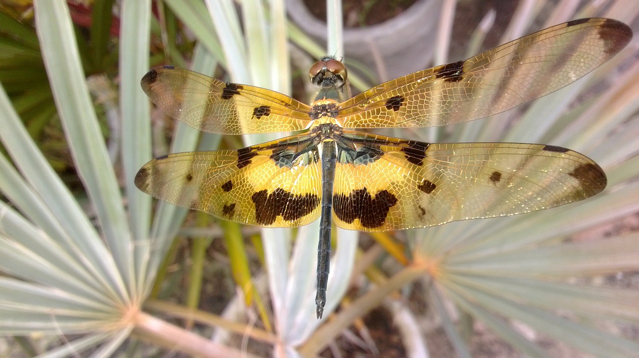 nature wild dragon-fly free photo