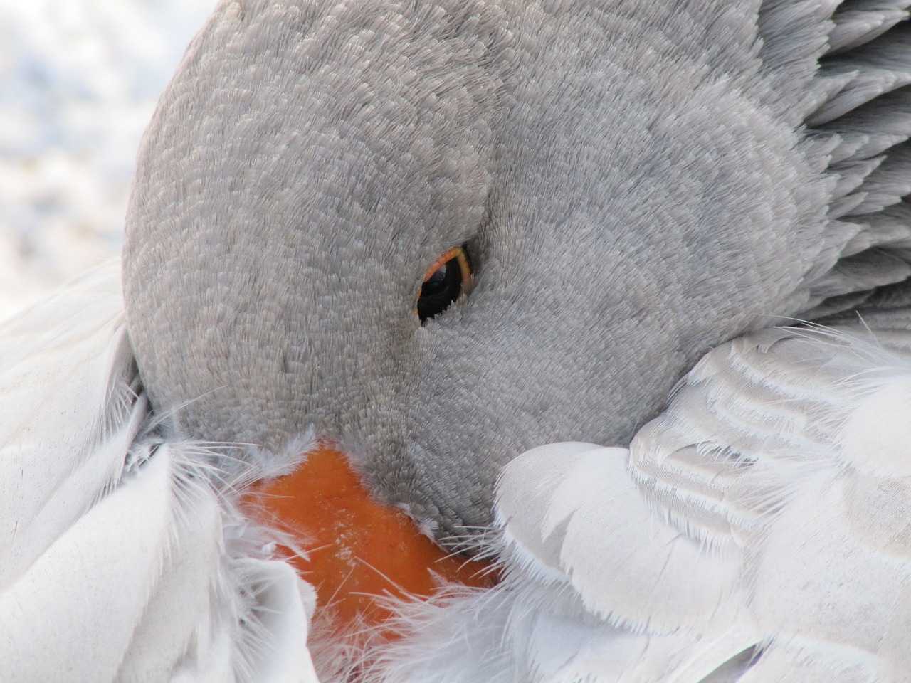 nature animal bird free photo