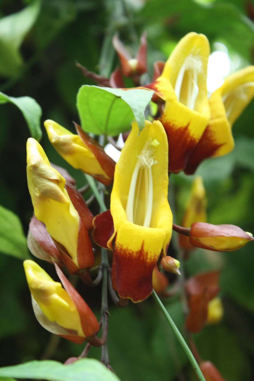 nature plant flowers free photo