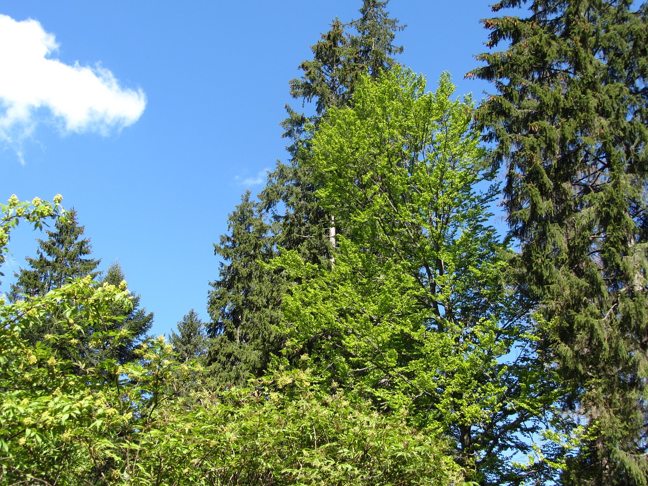 nature forest trees free photo