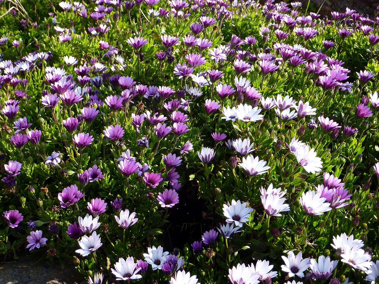 nature flower violet free photo