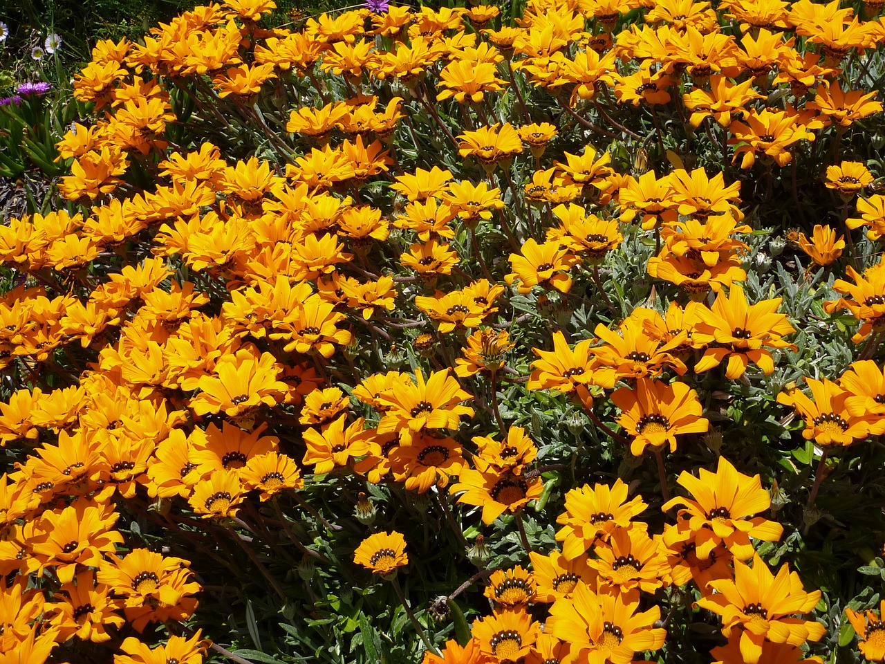nature flower yellow free photo