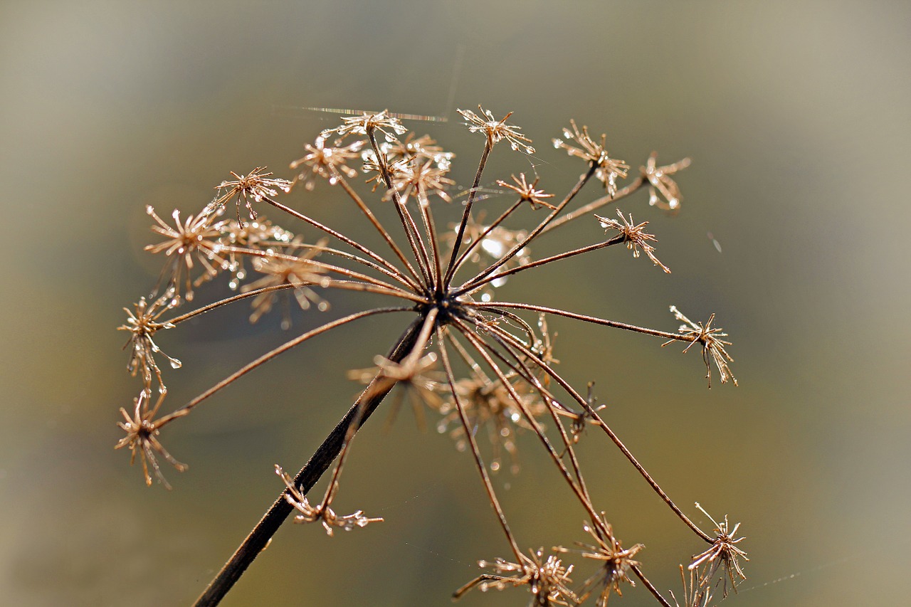 nature plant flower free photo