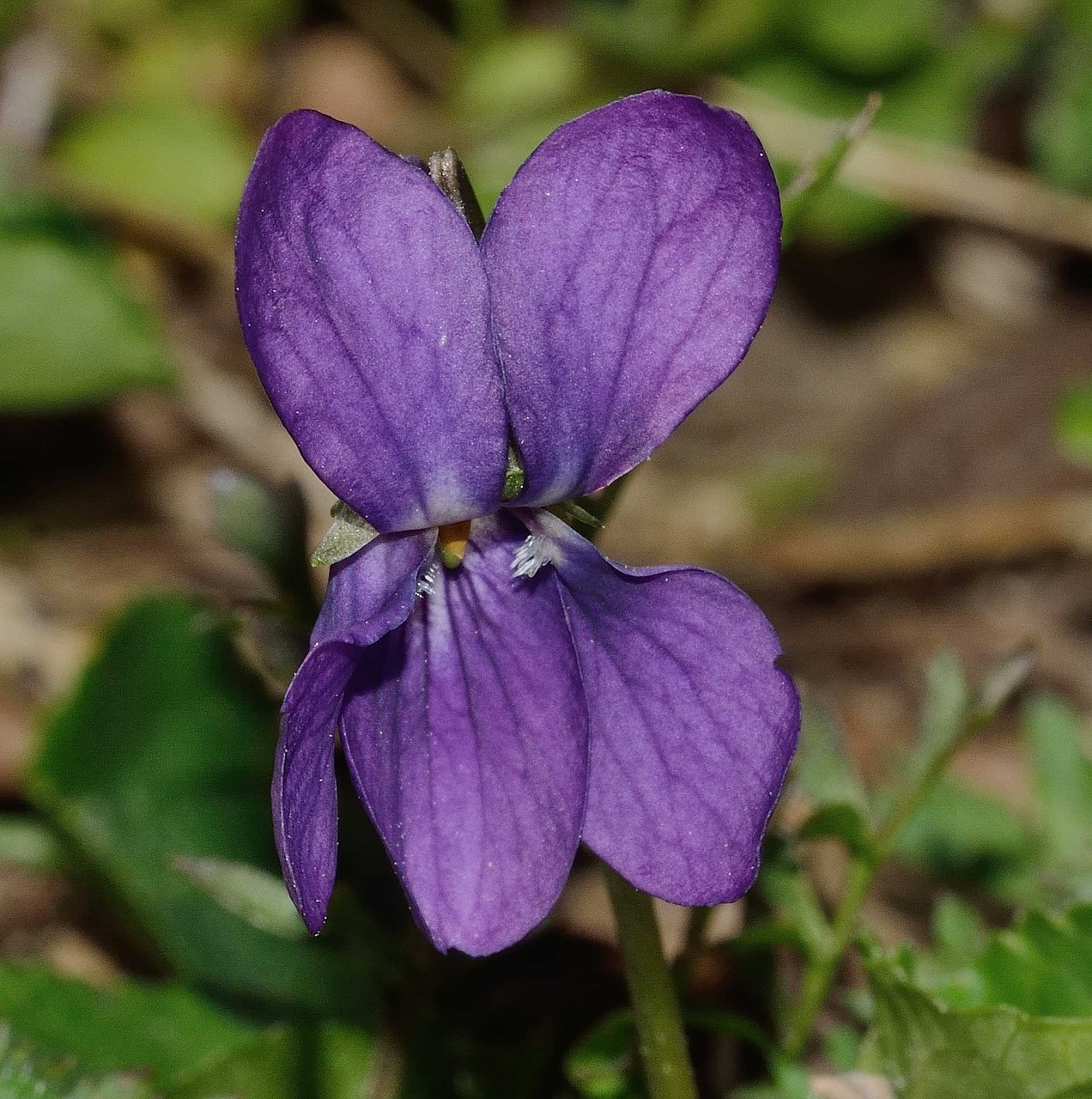 nature flower violet free photo