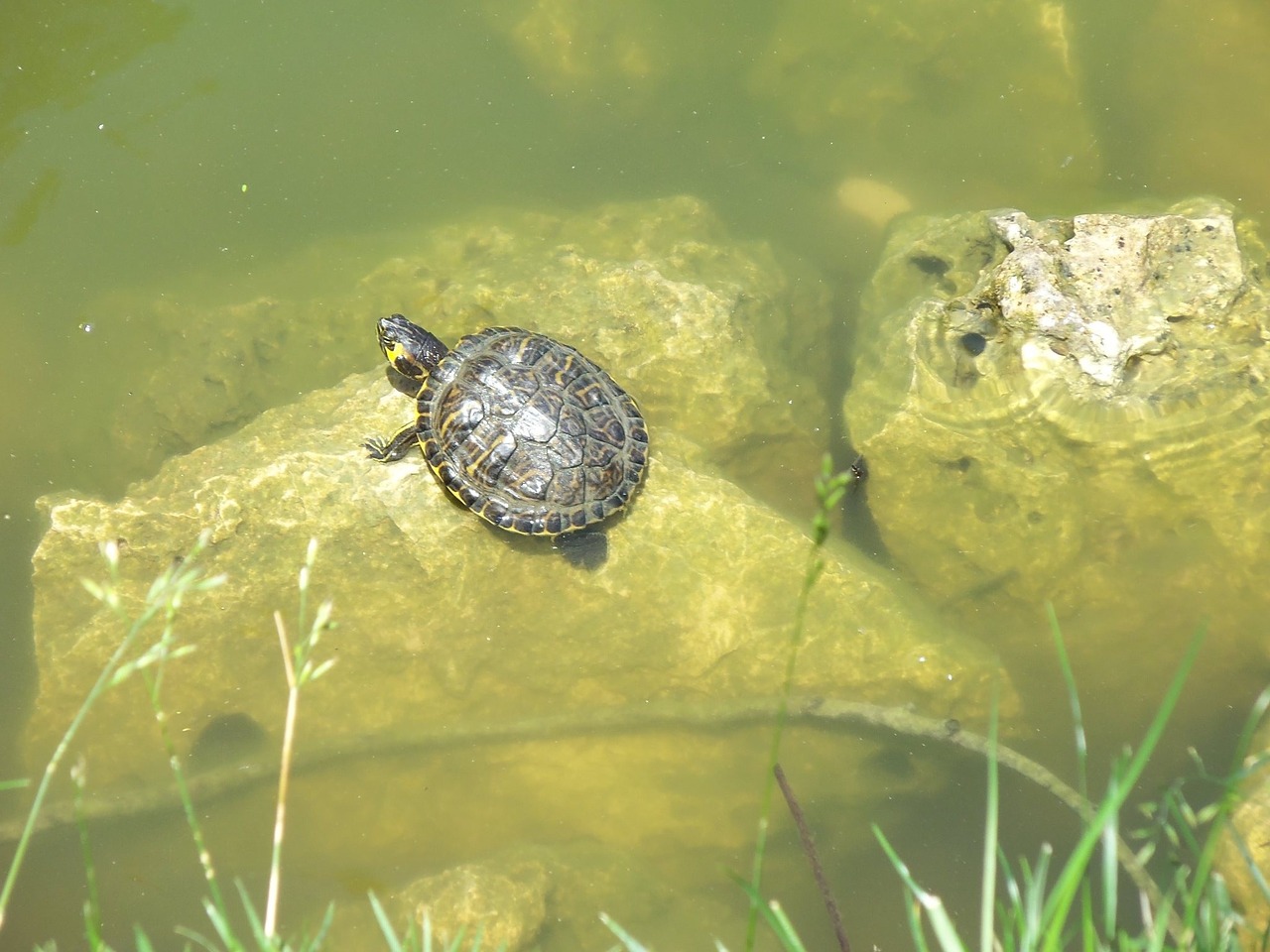 nature pond river free photo