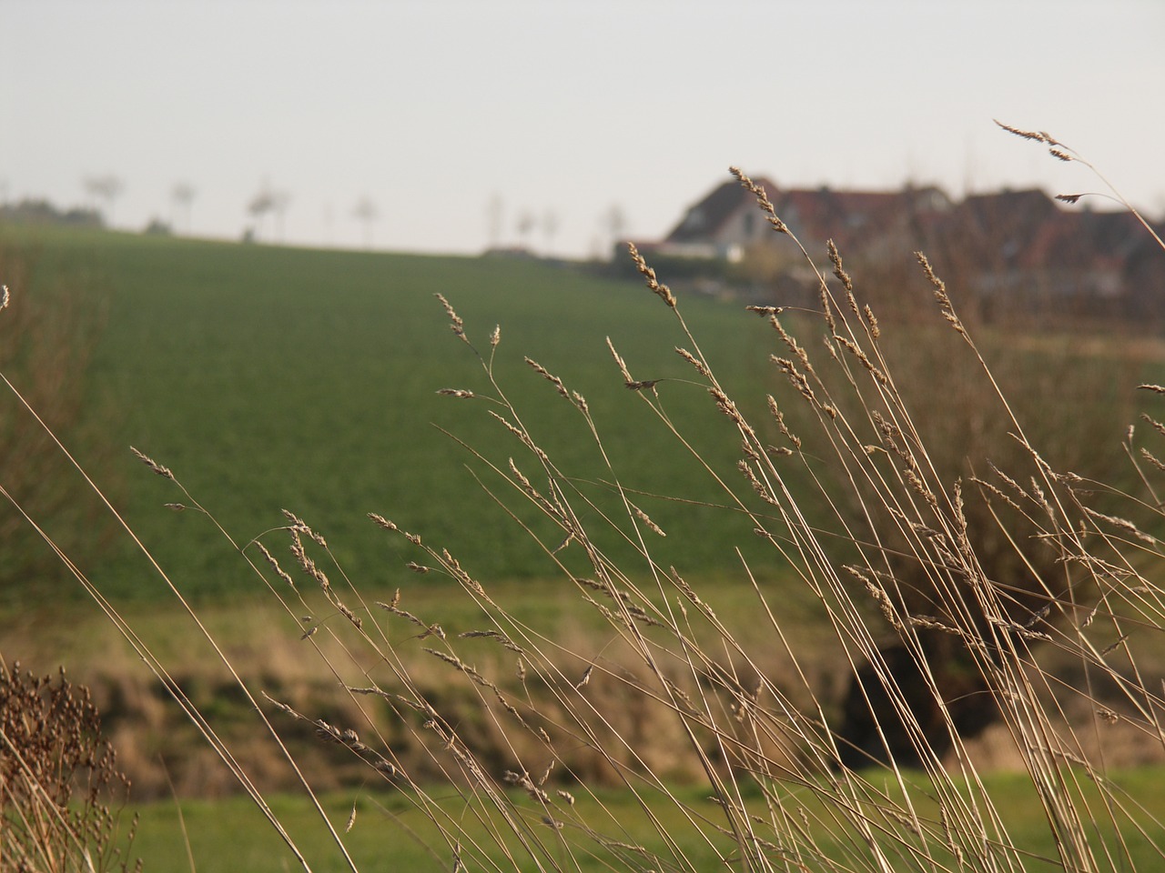 nature field landscape free photo