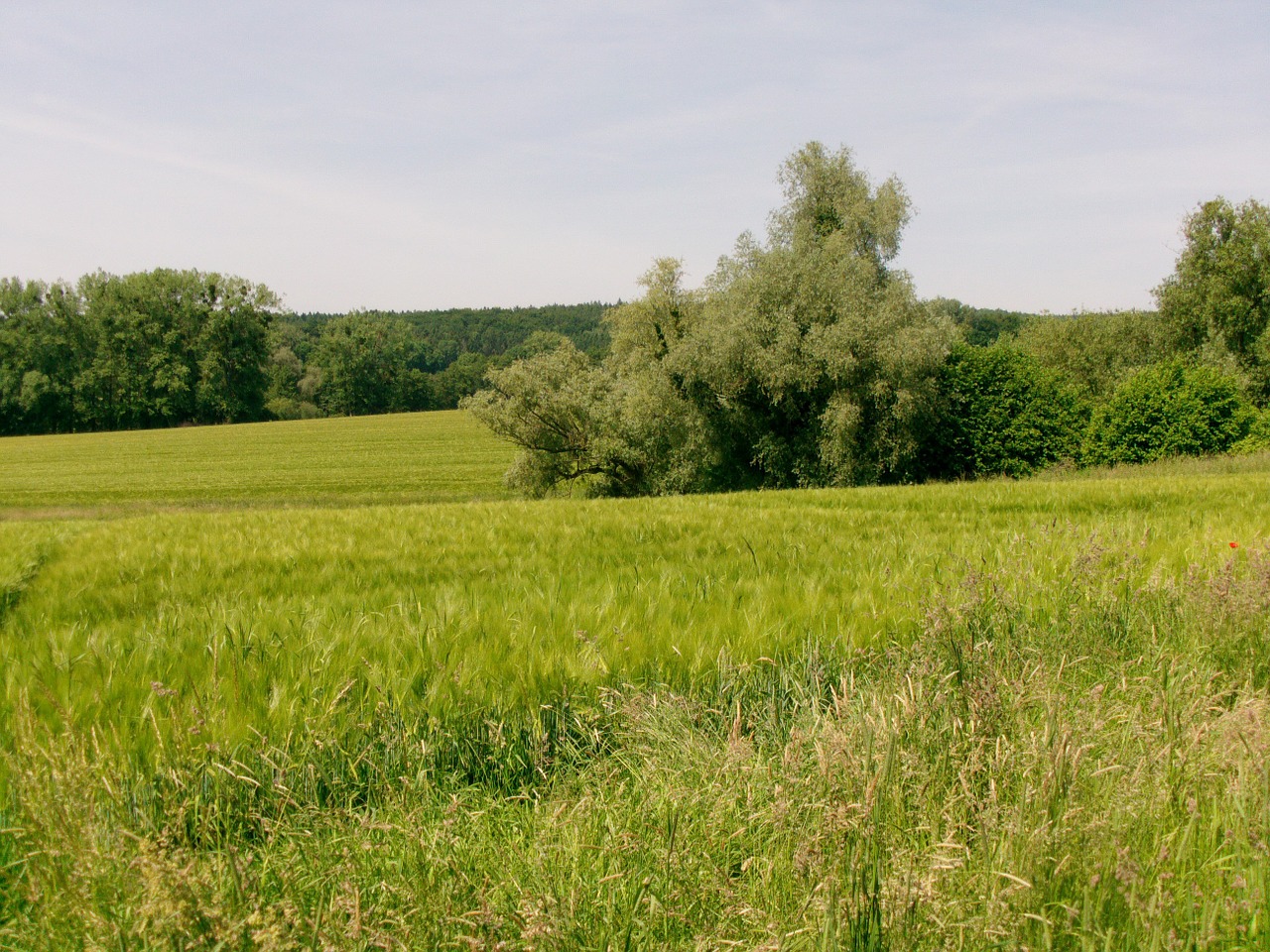 nature field meadow free photo