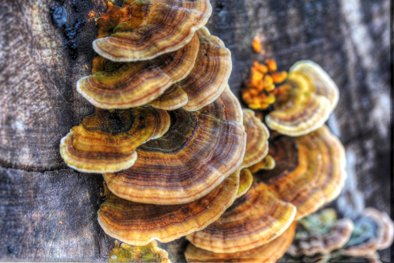 nature mushrooms forest free photo