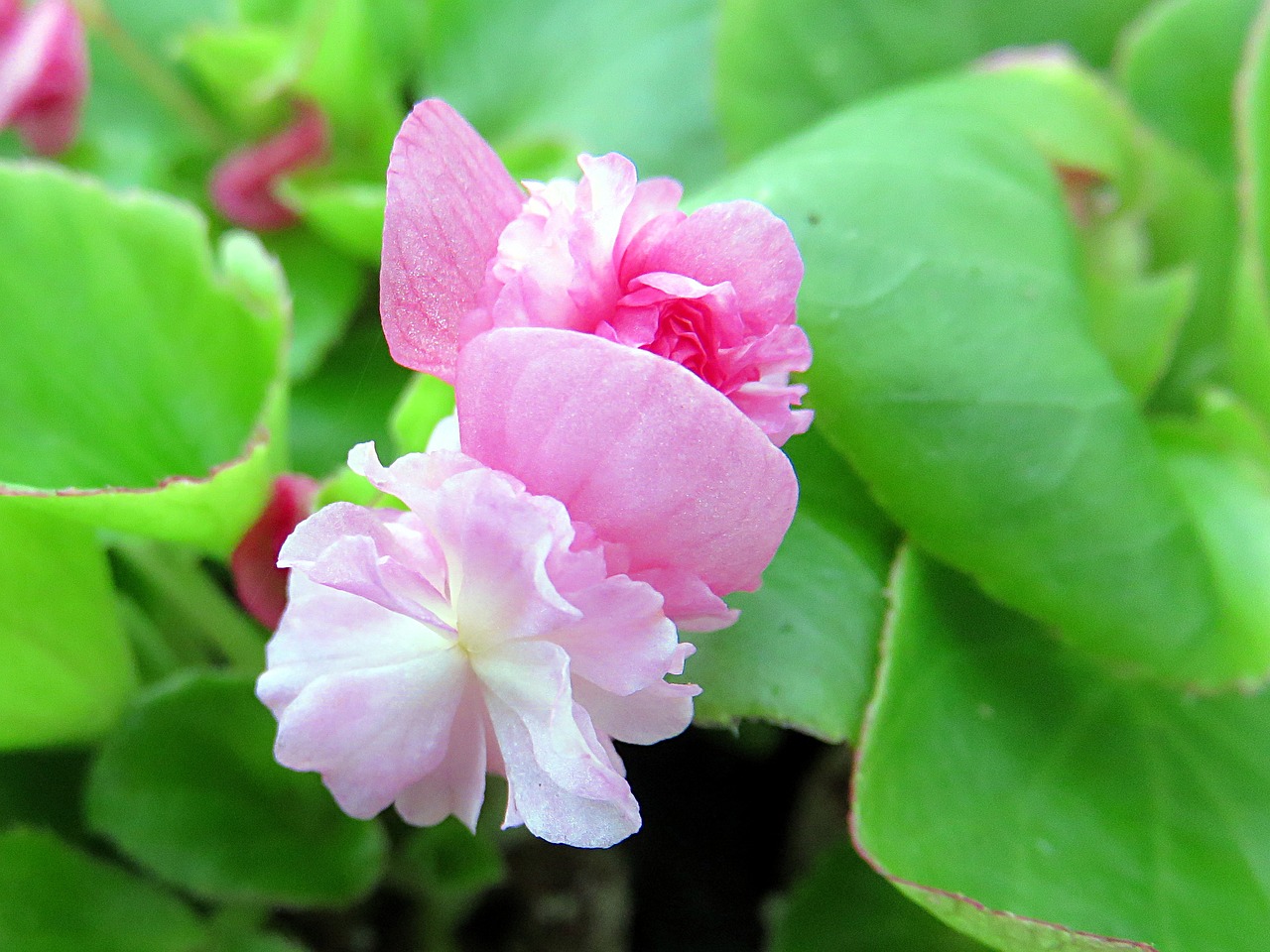 nature flower begonia free photo