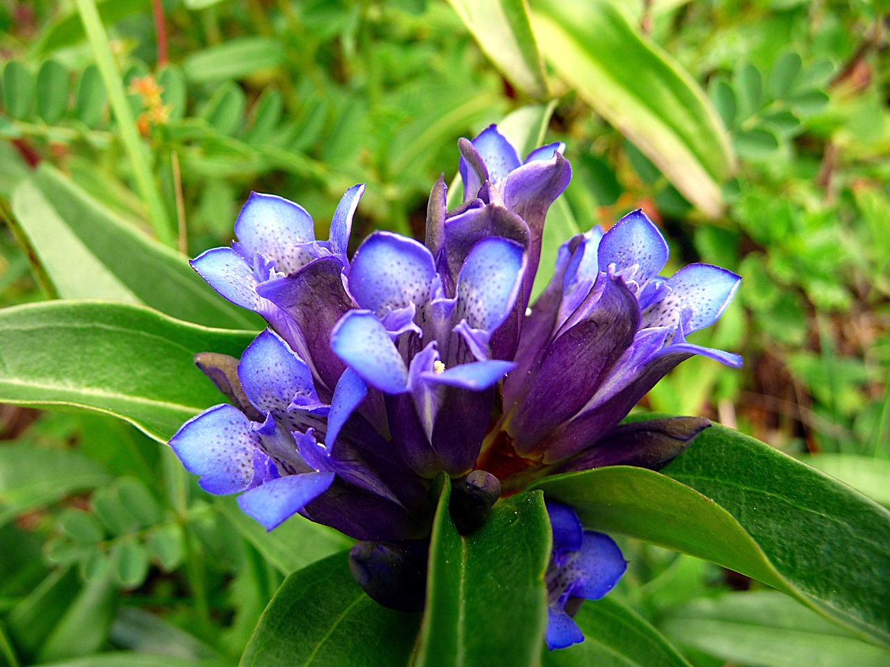 nature flower blue free photo