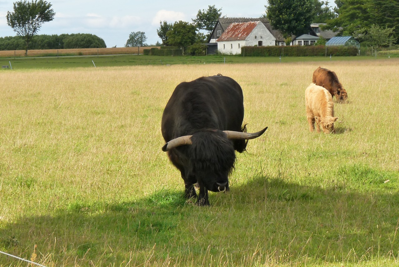 nature farm bull free photo