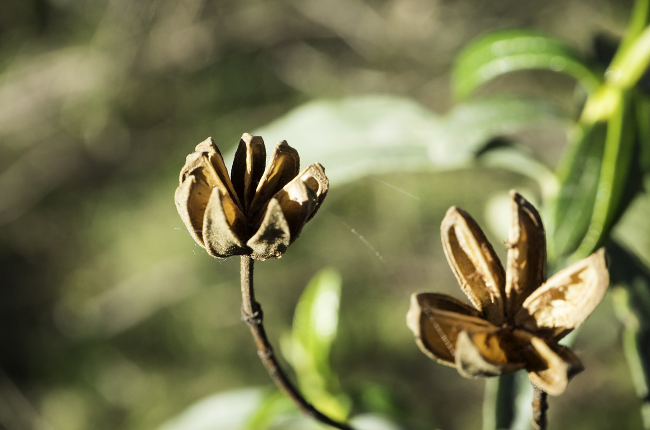 nature jara flower free photo